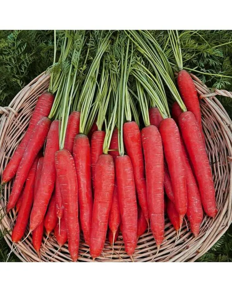 Carrot - Red